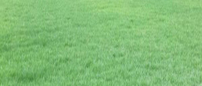 台湾二号草皮种植基地 诚信互利「悠时光园艺供应」