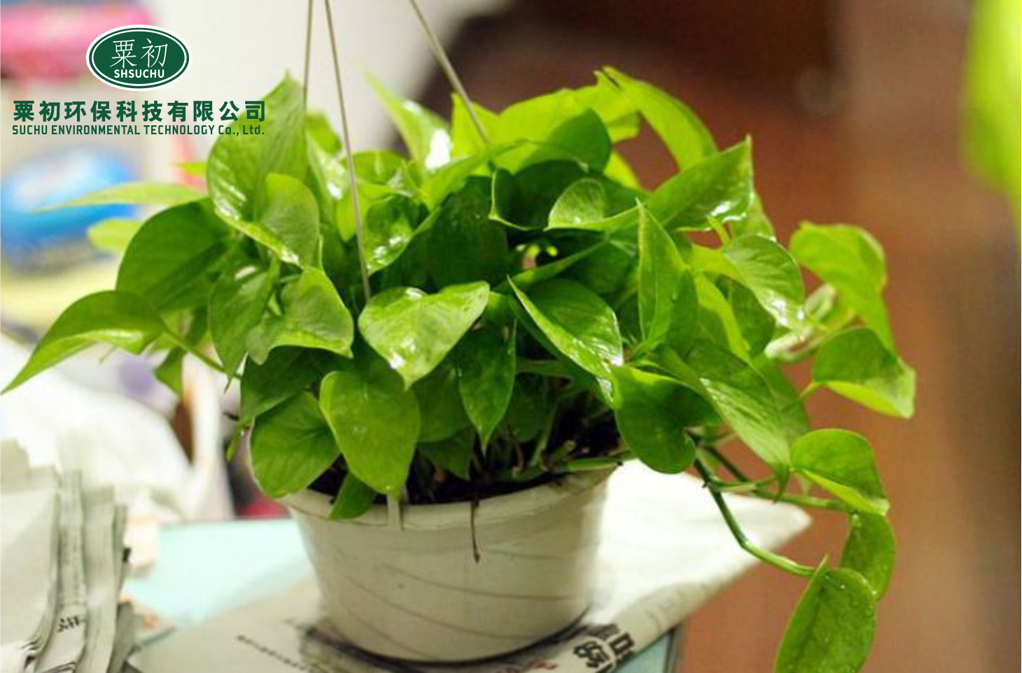 温州口碑好甲醛去除价格合理