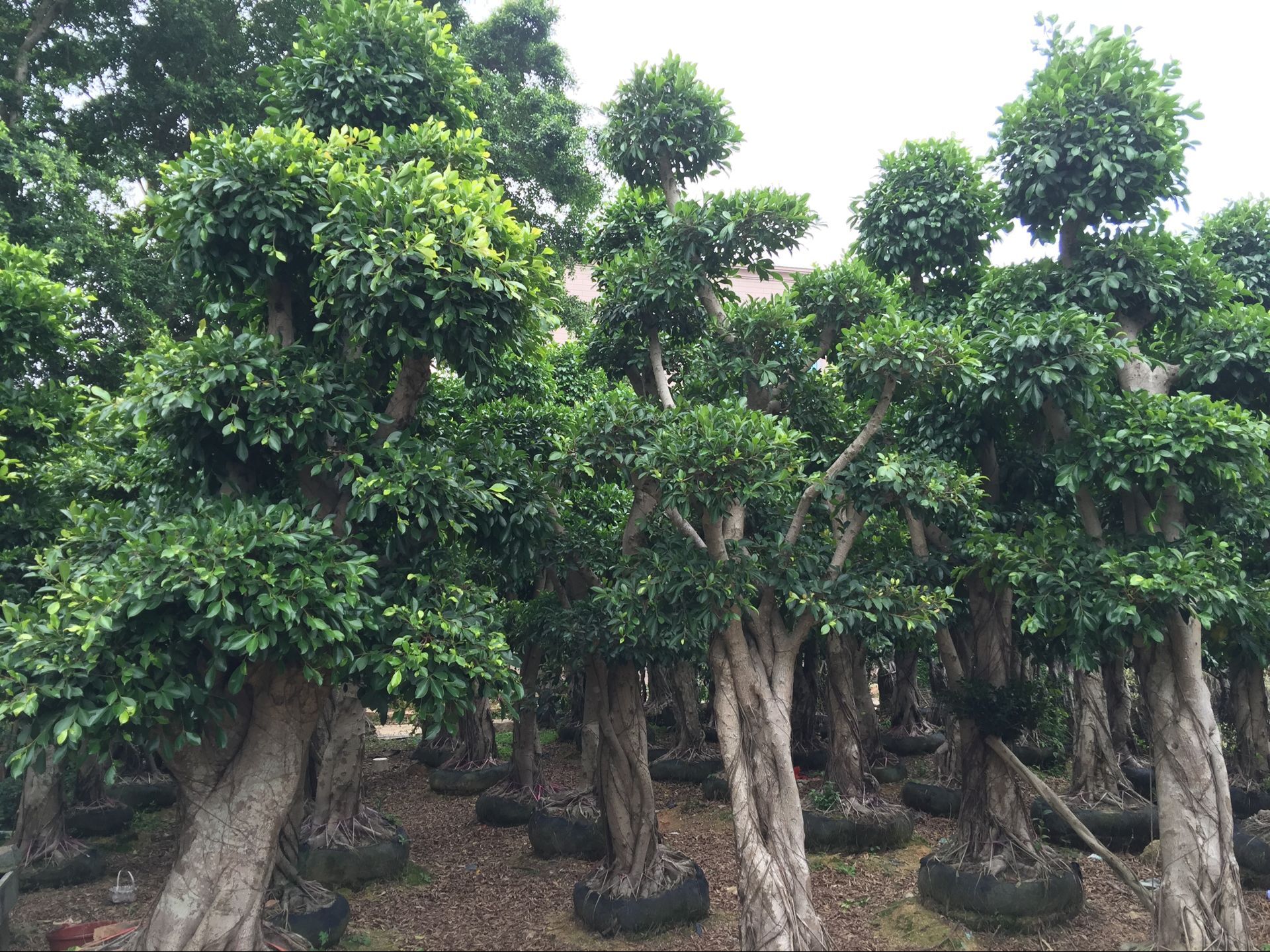 平和小叶榕供应商,小叶榕,优质小叶榕价格,芗城区小叶榕批发,海南小叶榕大量直销,漳州勒杜鹃报价
