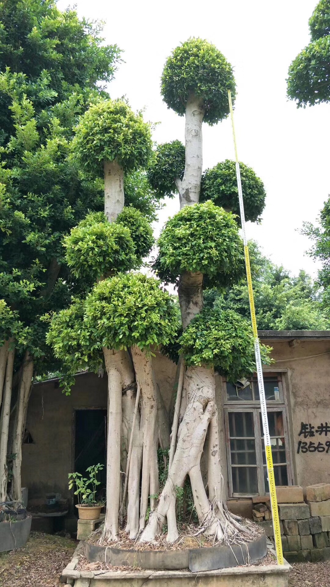 平和小叶榕供应商,小叶榕,优质小叶榕价格,芗城区小叶榕批发,海南小叶榕大量直销,漳州勒杜鹃报价