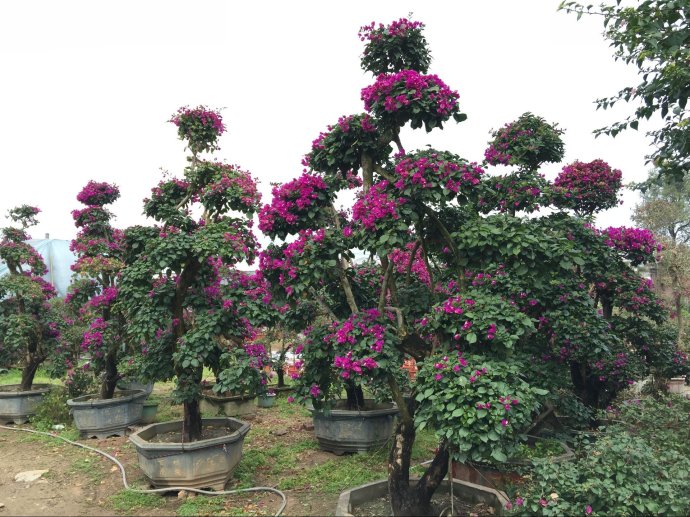 精品三角梅盆景造型 636797711941658144_zzllyy_2383986.jpg