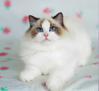 上海嘉定布偶猫-小可爱猫舍供-嘉定布偶猫销售