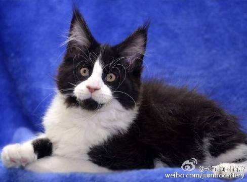 上海缅因猫幼猫出售