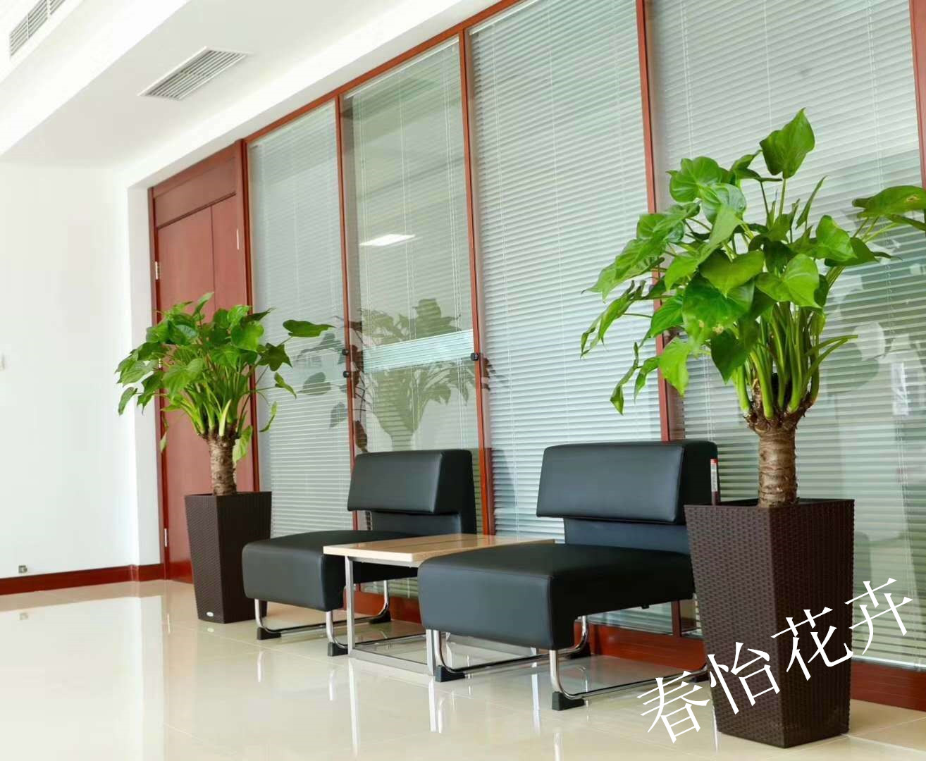 舒兰绿植租摆详情,绿植租摆,蛟河办公室绿植租摆多少钱,长岭公司绿植租摆推荐,南关区专业绿植租摆报价,双阳区公司绿植租摆哪家好