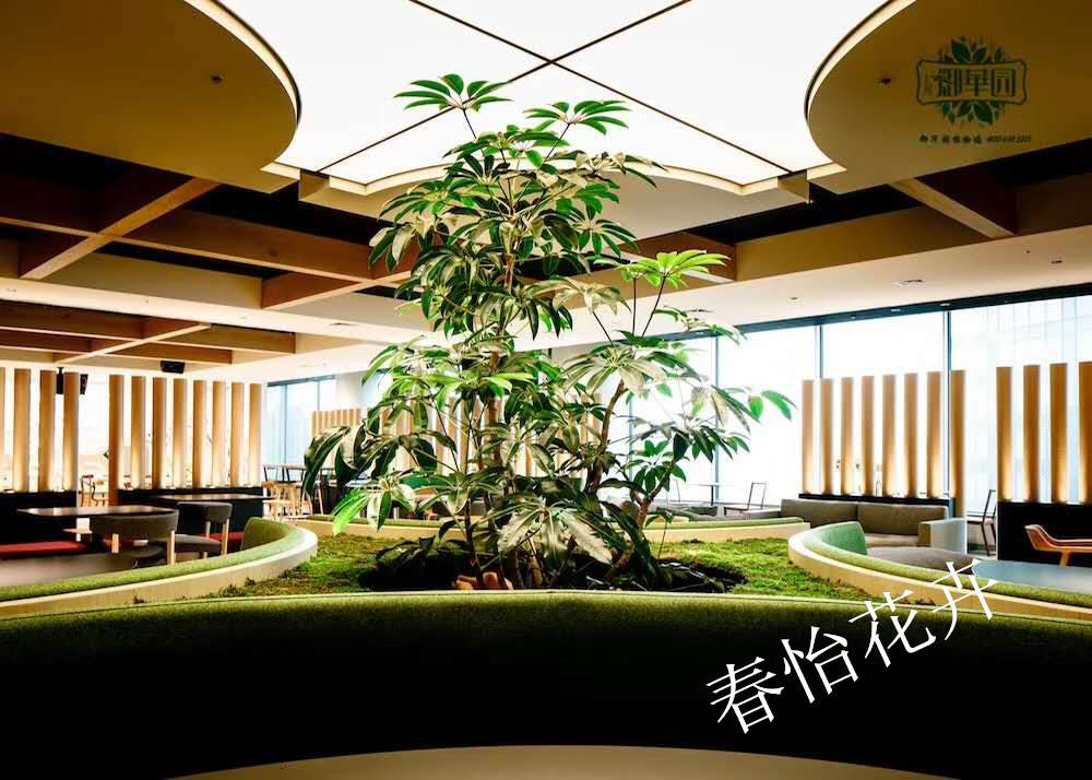 舒兰绿植租摆详情,绿植租摆,蛟河办公室绿植租摆多少钱,长岭公司绿植租摆推荐,南关区专业绿植租摆报价,双阳区公司绿植租摆哪家好