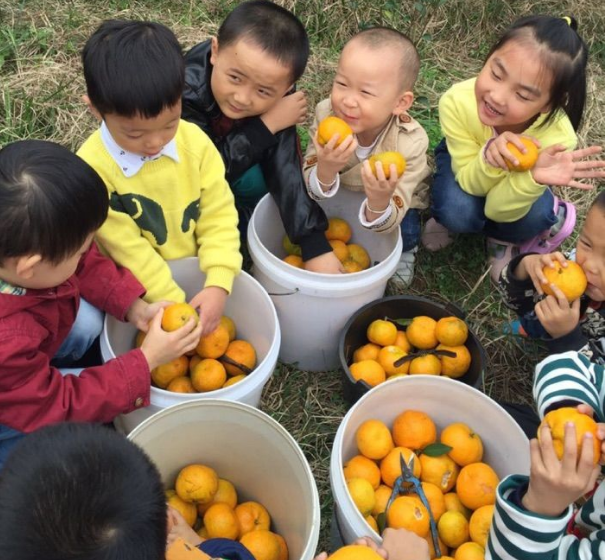 顾高果子采摘