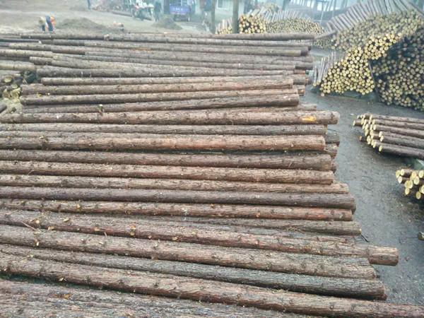 周口绿化支撑杆生产基地,绿化支撑杆,杉木绿化支撑杆免费咨询,驻马店绿化支撑杆多少钱,许昌杉木桩需要多少钱,郑州绿化支撑杆厂家直供