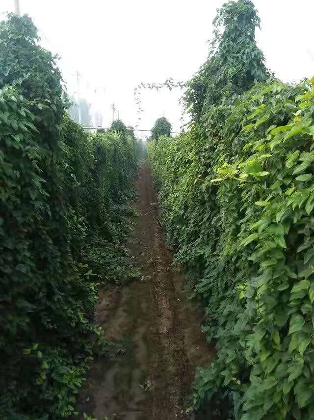 山东山药豆效果