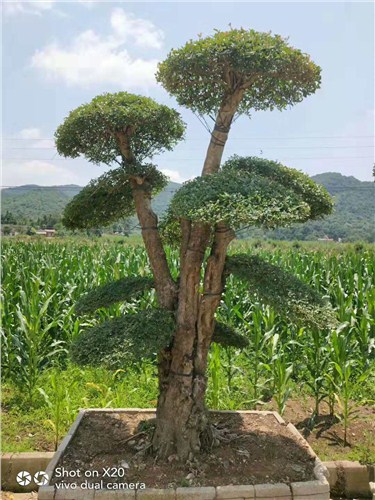 江西销售对接白蜡,京山质量对接白蜡性价比高,江西直销对节白蜡景观树