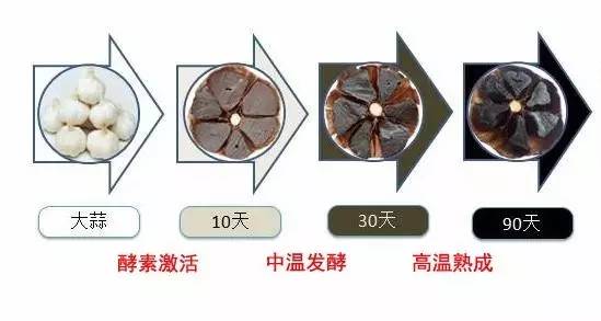 发酵台湾独头黑蒜精需要多少温度