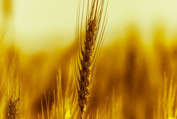 高产小麦种