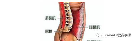 腰酸,腰间盘突出?给你套康复训练{lemonfit健身}