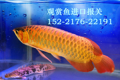 觀賞魚進(jìn)口報(bào)關(guān).jpg