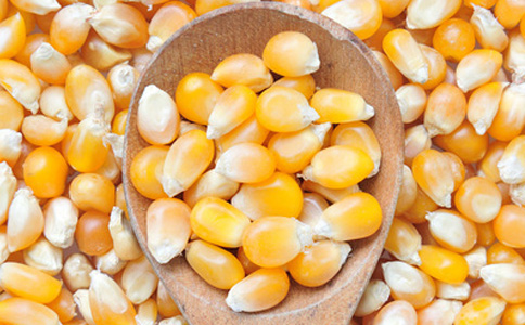 高产玉米种子品种