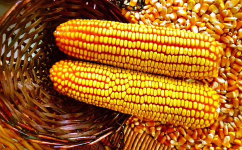 高产玉米种子品种