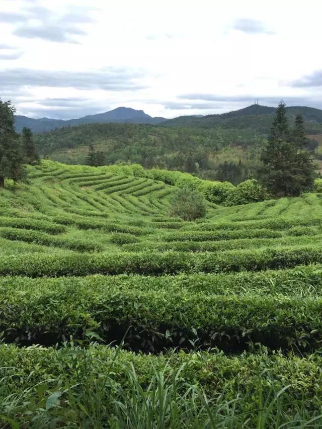 武夷水仙-哈尔滨天下茶元