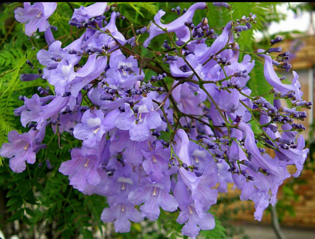 福建蓝花楹基地直销