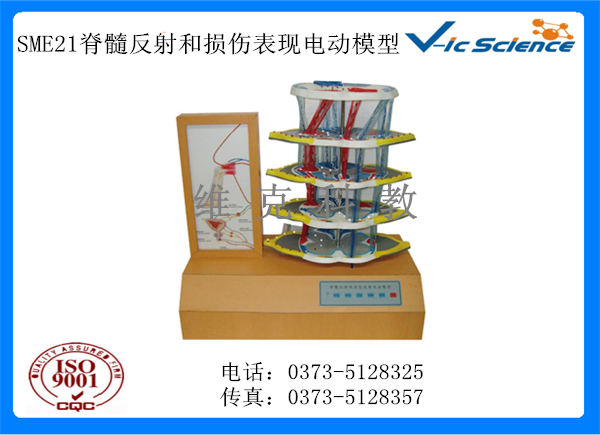 SME21脊髓反射和损伤表现电动模型.jpg