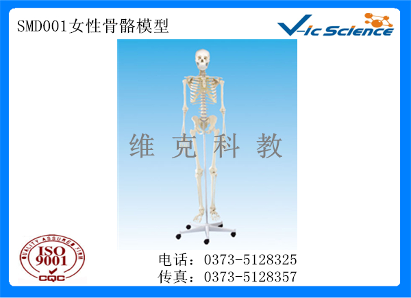 SMD001女性骨骼模型(1).jpg