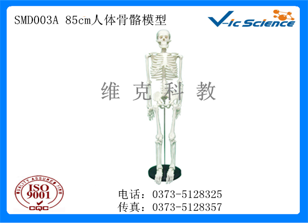 SMD003A 85cm人体骨骼模型.jpg