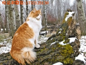 提供上海挪威森林猫猫舍地址排名小可爱猫舍供