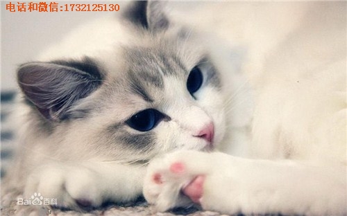 提供上海布偶猫直销小可爱猫舍供-正规猫舍