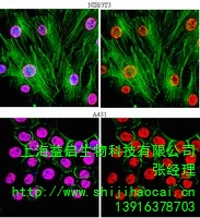 上海益启生物科技有限公司