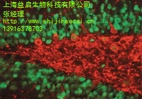 上海益启生物科技有限公司