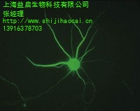 上海益启生物科技有限公司