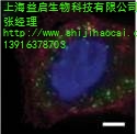 上海05-419 Myc Tag抗体代理 益启供