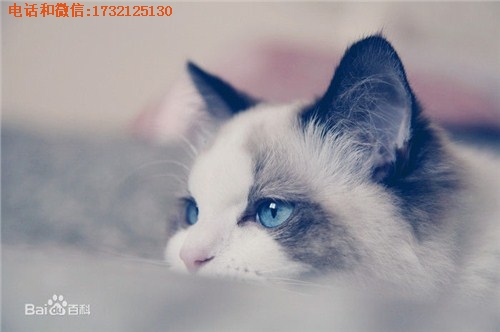 上海布偶猫哪家好就找小可爱猫舍供是专业的布偶猫供应商-价格实惠